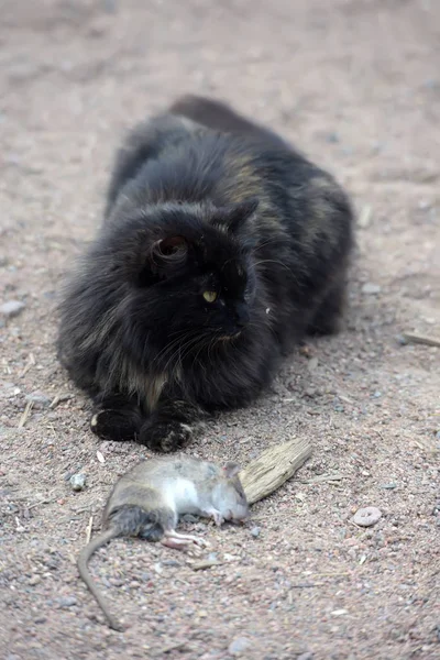 Gato Atrapó Una Rata Sentada Con Una Presa — Foto de Stock