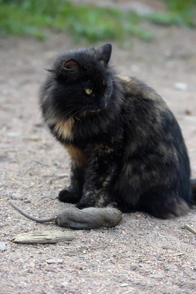 Eine Katze hat eine Ratte gefangen, — Stockfoto