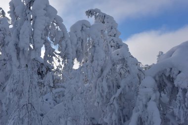 trees covered with snow clipart