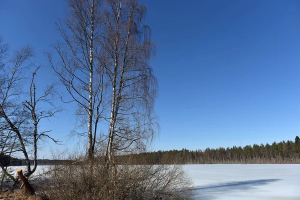 See Karelien April Mit Schnee Und Eis Bedeckt — Stockfoto