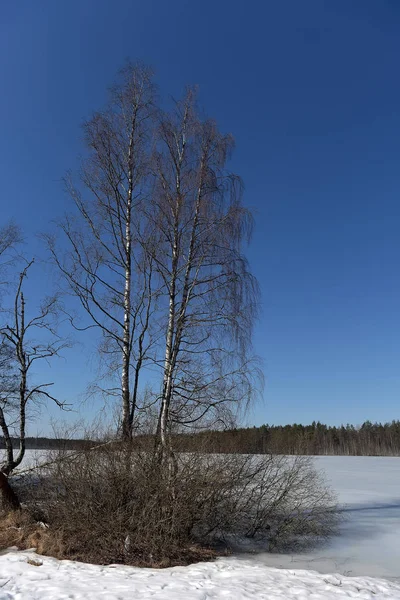 Озеро в Карелии, покрытое снегом и льдом — стоковое фото