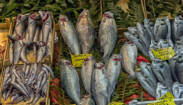 Különböző halak a pulton halbolt Isztambulban. — Stock Fotó