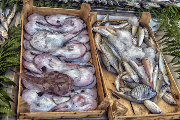 伊斯坦布尔鱼类商店柜台上的各种鱼. — 图库照片