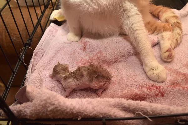 Dişi Kedi Kedi Doğurmak — Stok fotoğraf