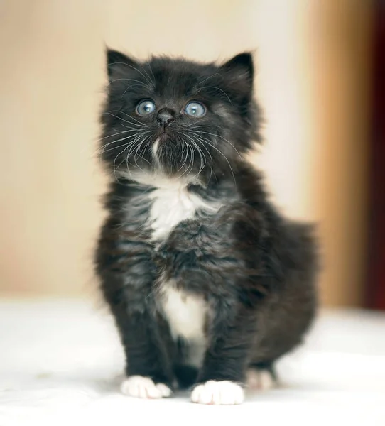 Cute Fluffy Plump Black White Kitten — Stock Photo, Image