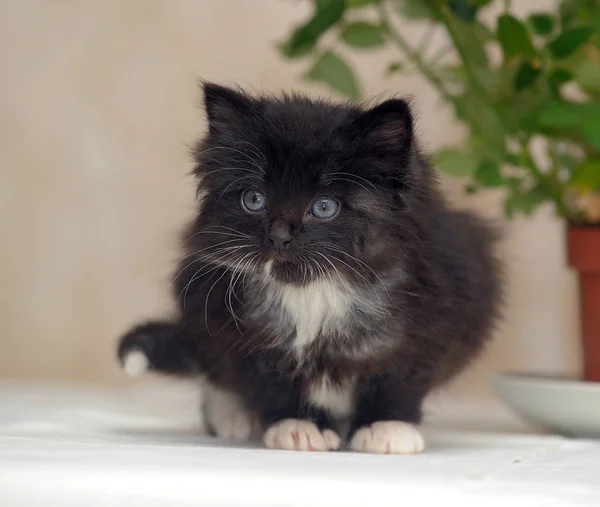 Sød fluffy buttet sort med en hvid killing - Stock-foto