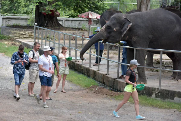Tailandia Pattaya 2017 Los Visitantes Alimentan Los Elefantes Zoológico Una — Foto de Stock
