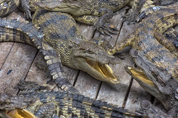 Grupo Muitos Crocodilos Estão Aquecendo Lagoa Concreto — Fotografia de Stock
