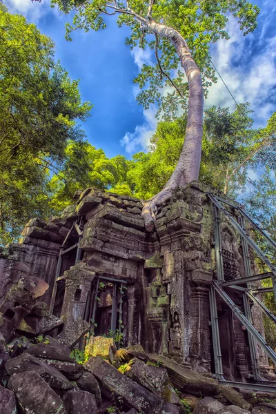 Templo de Ta Prohm con árbol banyan gigante al atardecer . —  Fotos de Stock