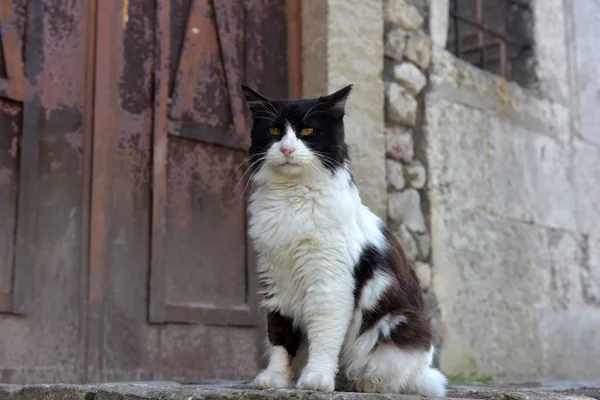 Preto e branco fofo gato — Fotografia de Stock