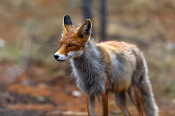 Räv i skogen — Stockfoto