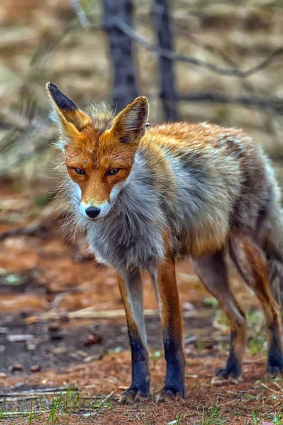 Blaknięcie Red Fox Lesie Wiosnę — Zdjęcie stockowe