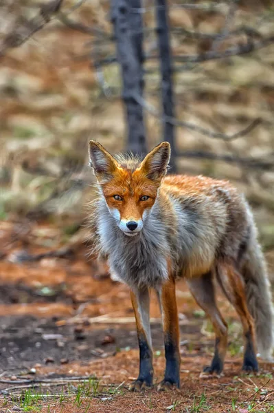 Renard dans les bois — Photo