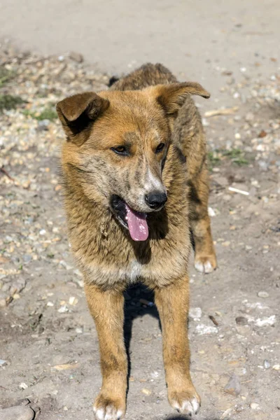 Cão sem abrigo nas ruas — Fotografia de Stock