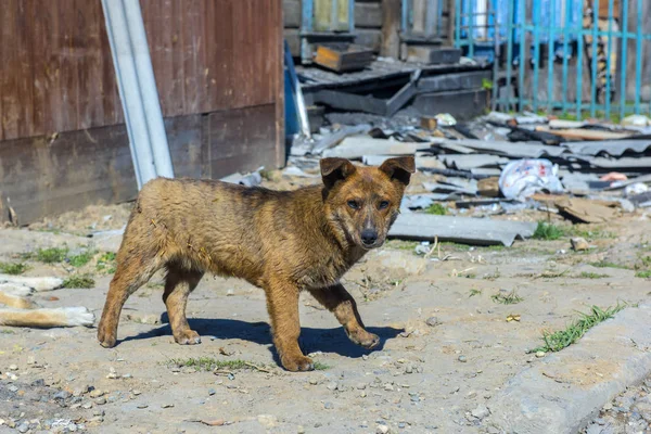 Бездомная собака на улицах — стоковое фото