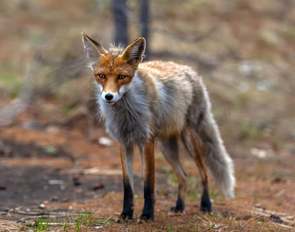 脱皮の季節に森を狐します — ストック写真
