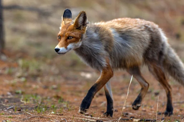 Renard Période Mue Dans Forêt — Photo