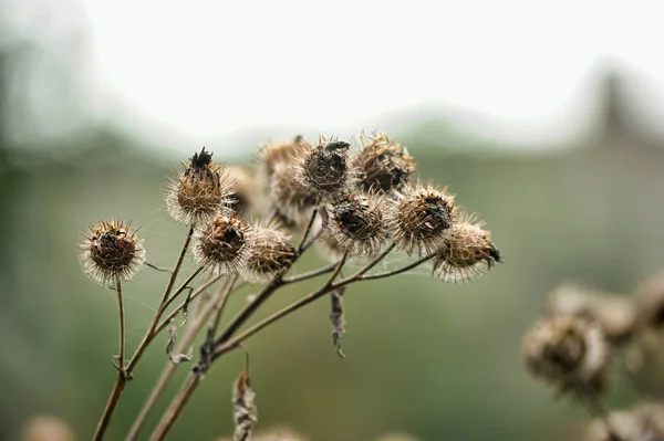 Épines Sèches Grande Bardane Arctium Lappa — Photo