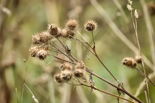 Ξηρά Αγκάθια Της Κολλιτσίδα Arctium Lappa — Φωτογραφία Αρχείου