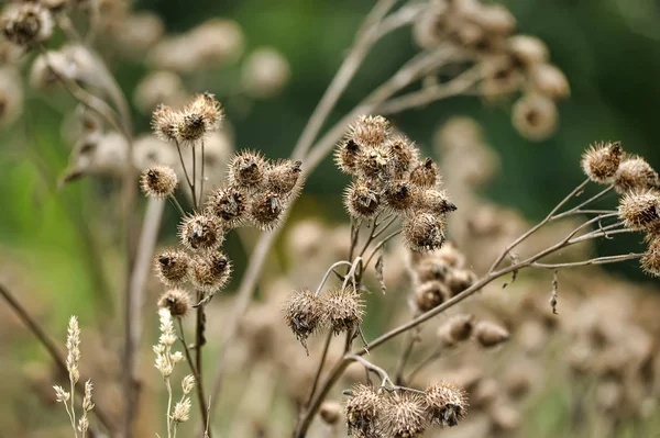 Ξηρά Αγκάθια Της Κολλιτσίδα Arctium Lappa — Φωτογραφία Αρχείου