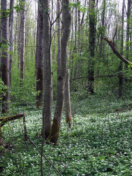Білі Квіти Лісі Навесні — стокове фото