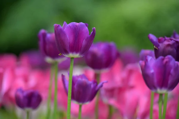 紫とピンクのチューリップ — ストック写真