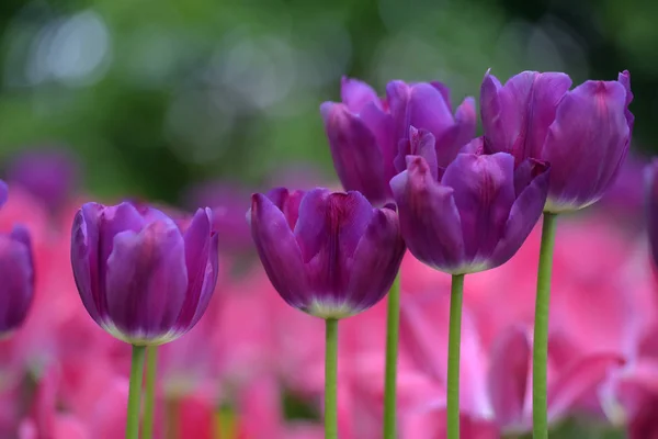 Tulipas roxas e rosa — Fotografia de Stock