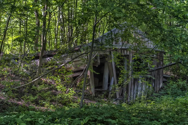 Зруйнований дерев'яний сарай у лісі — стокове фото