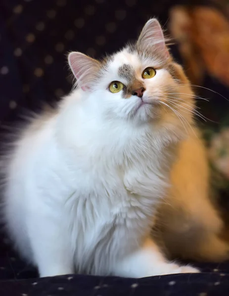 아름다운 귀엽고 푹신푹신 한 흰 고양이와 얼룩 이 있는 — 스톡 사진