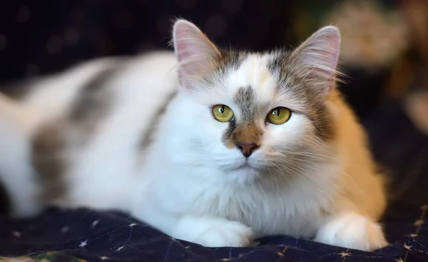 Красивый милый пушистый белый кот с пятном — стоковое фото