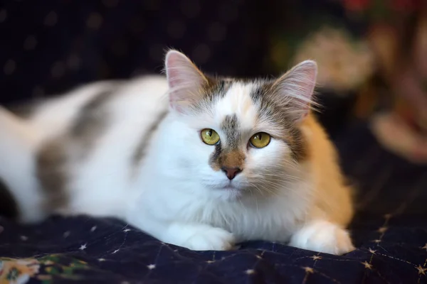 Schöne süße flauschige weiße Katze mit einem Fleck — Stockfoto