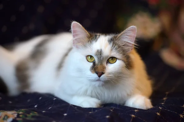 Hermoso lindo mullido blanco gato con un punto —  Fotos de Stock