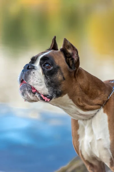 Brown and white german boxer — Stock Photo, Image