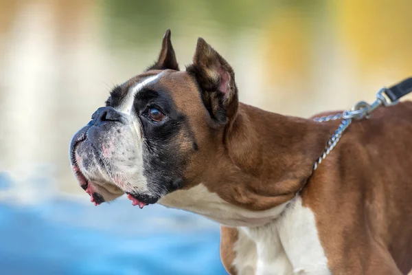 Brown and white german boxer — Stock Photo, Image