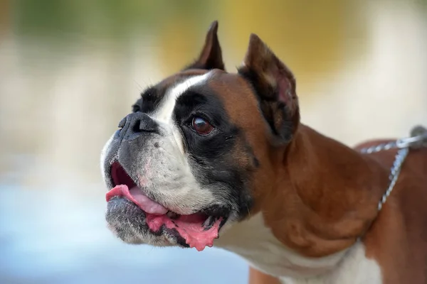 Hnědý a bílý německý boxer — Stock fotografie