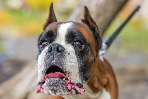 Brązowy z białym niemieckim psem bokserskim — Zdjęcie stockowe