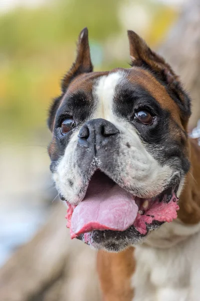 Marrom com branco alemão boxer cão — Fotografia de Stock