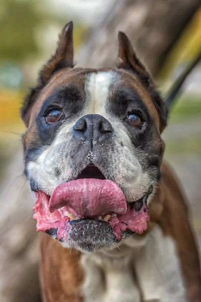 Brun med vit tysk boxare hund — Stockfoto