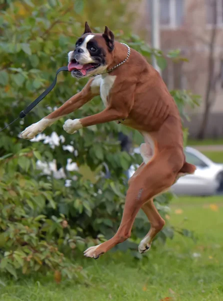 Tyska boxare hund hoppning — Stockfoto