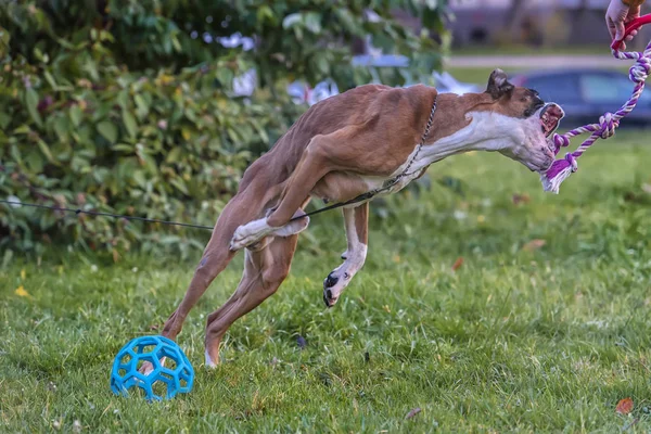 Alman boksör köpek atlayışı — Stok fotoğraf