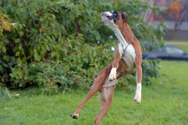 Tedesco boxer cane salto — Foto Stock