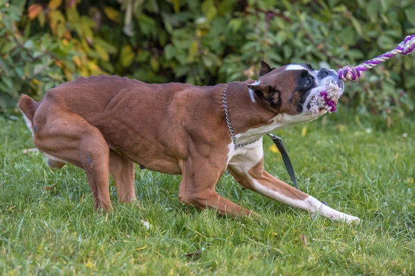 Magro marrom com branco alemão boxer cão puxa uma corda — Fotografia de Stock