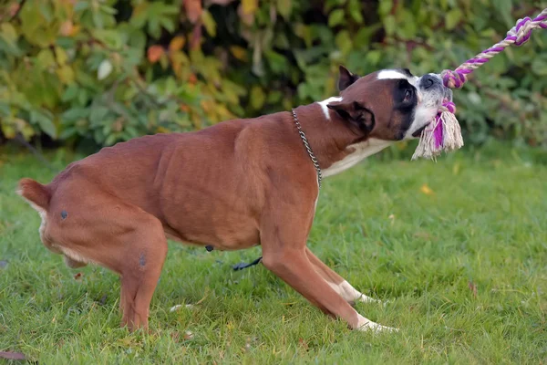 Vyhublý hnědý s bílým německým boxer pes vytáhne provaz — Stock fotografie