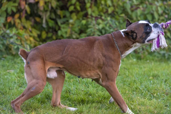 Magro marrom com branco alemão boxer cão puxa uma corda — Fotografia de Stock