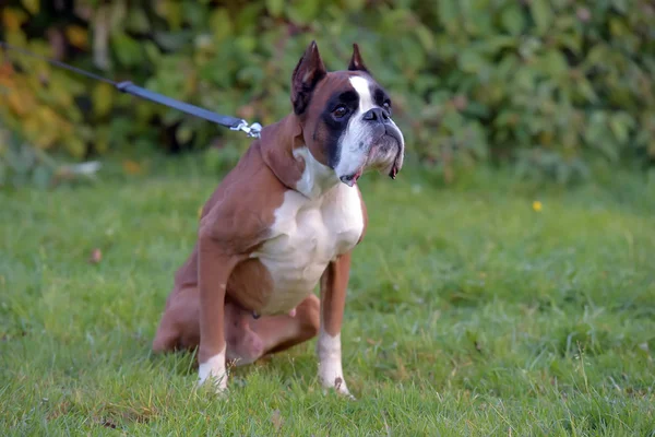 Тощий коричневый с белой немецкой боксерской собакой на зеленом — стоковое фото