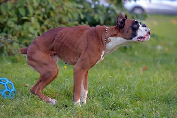 スキニーブラウンとともにホワイトドイツのボクサー犬オングリーン — ストック写真