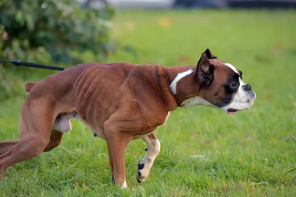 浅褐色，白色德国拳击犬，绿色 — 图库照片