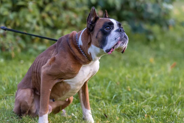 Smal brun med vit tysk boxare hund på grön — Stockfoto