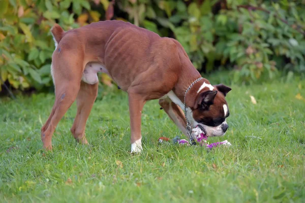 Тощий коричневый с белой немецкой боксерской собакой на зеленом — стоковое фото