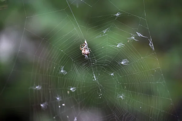 Araña en la telaraña de mimbre en verde — Foto de Stock